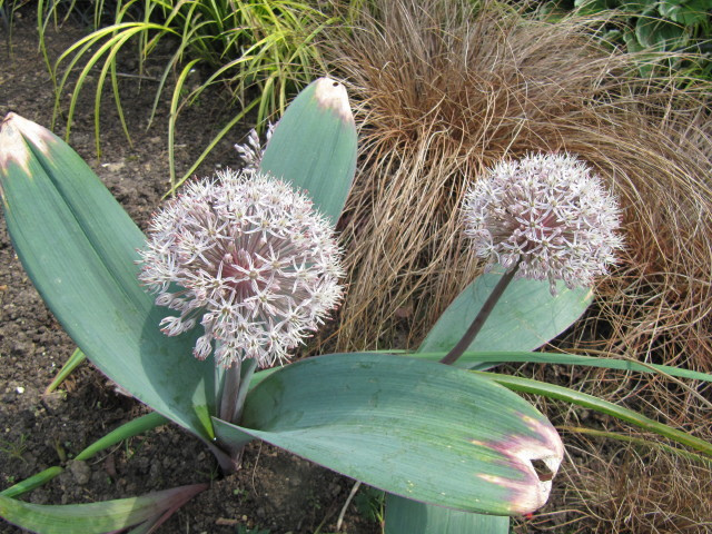 Allium karataviense