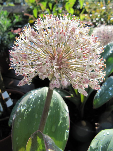 Allium karataviense
