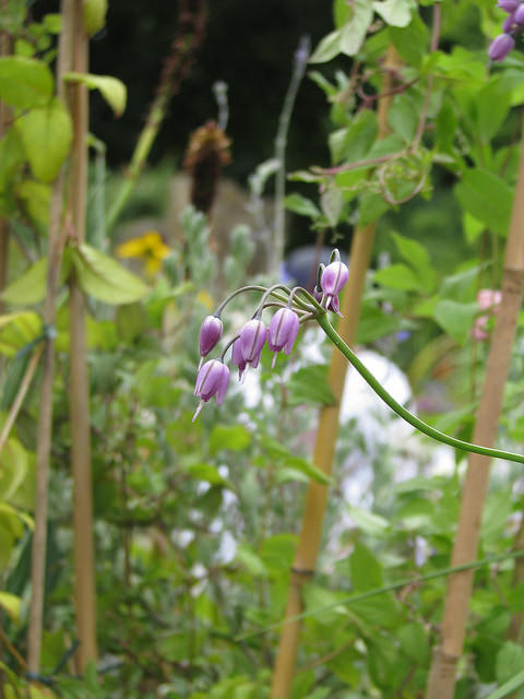 Allium macranthum