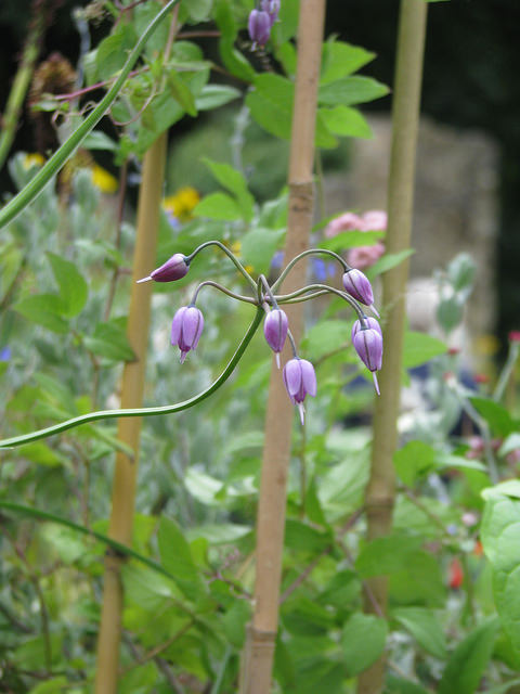 Allium macranthum