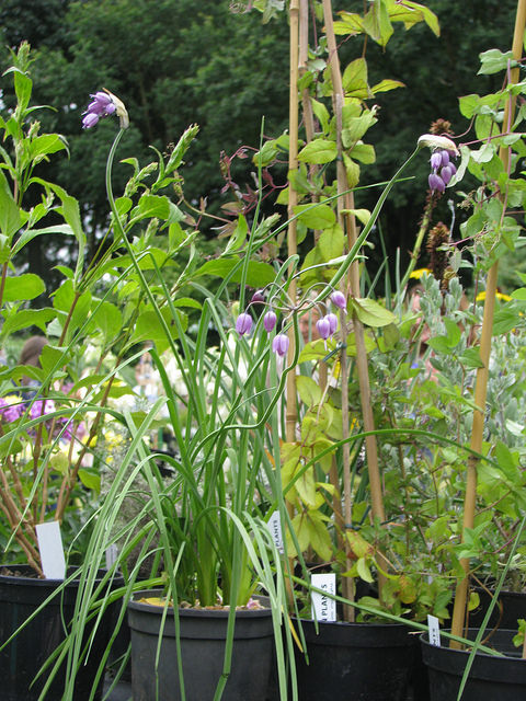 Allium macranthum