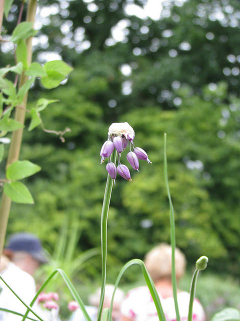 Allium macranthum