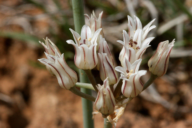 Allium macropetalum