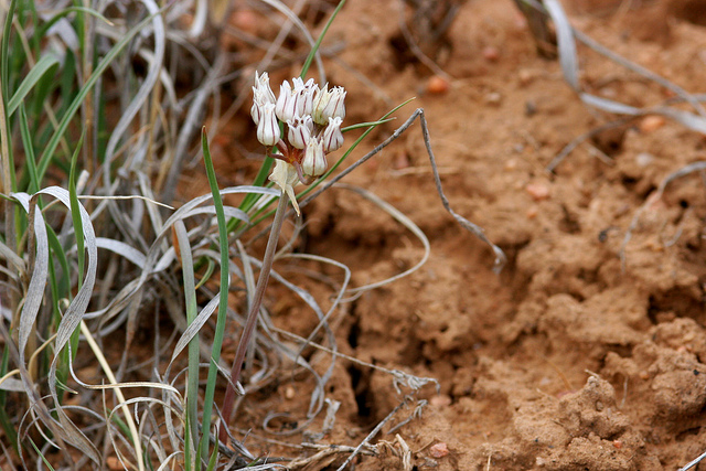 Allium macropetalum