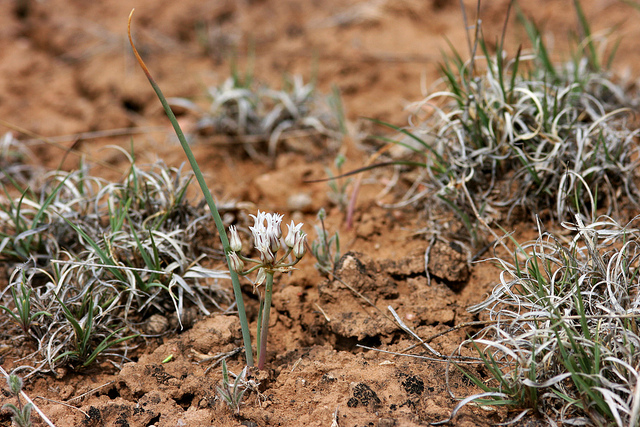 Allium macropetalum