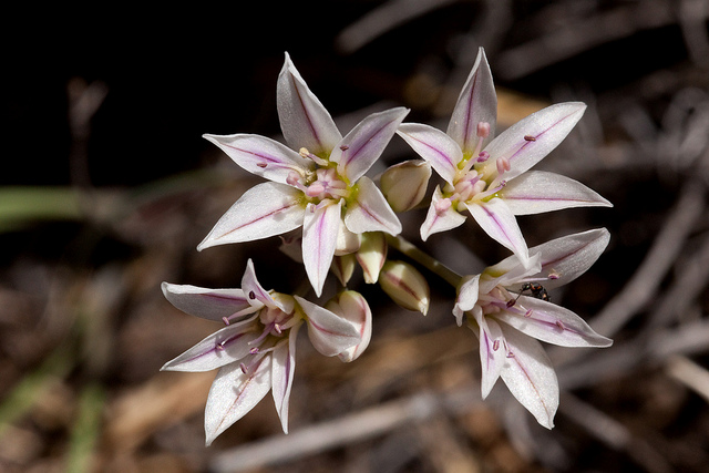 Allium macropetalum