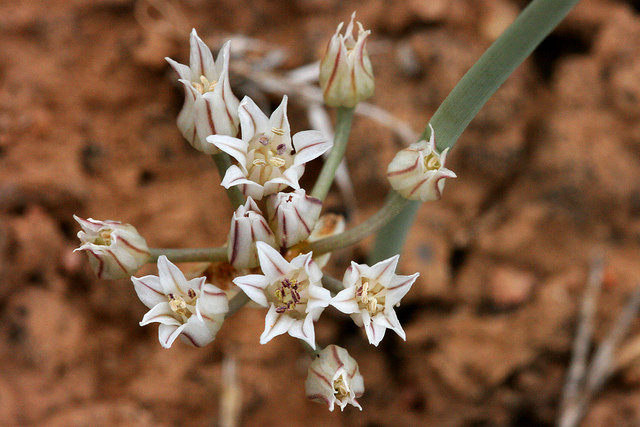 Allium macropetalum