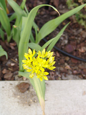 Ail doré