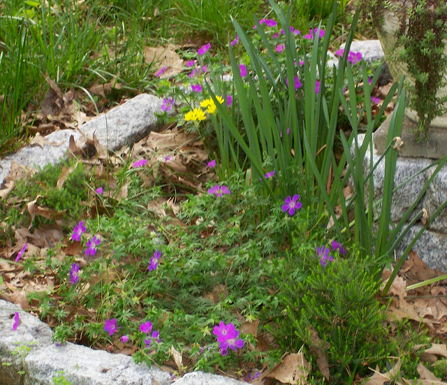 Ail doré
