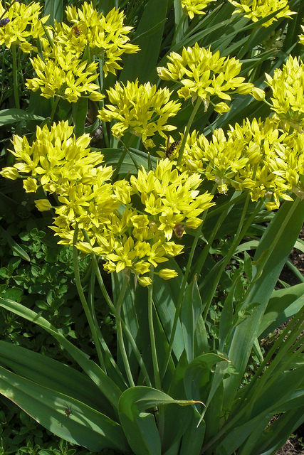 Ail doré