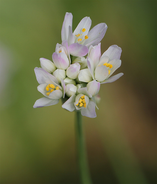 Ail blanc