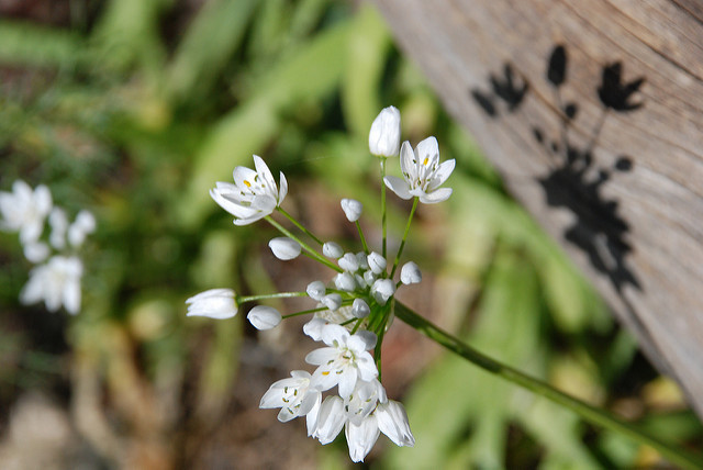 Ail blanc