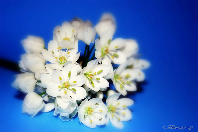 Ail blanc