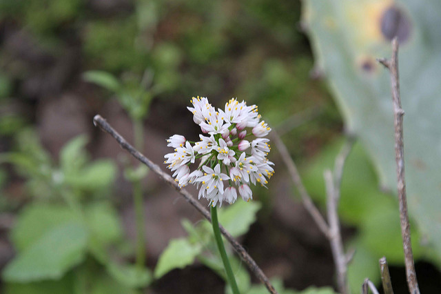 Ail blanc