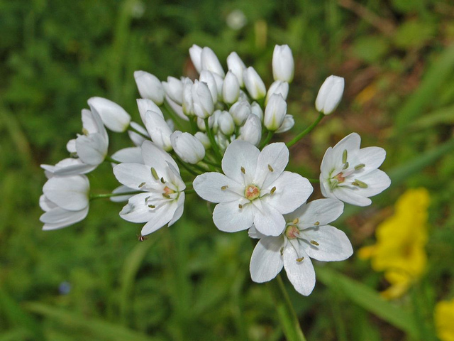 Ail blanc