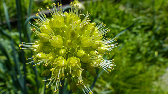 Allium obliquum