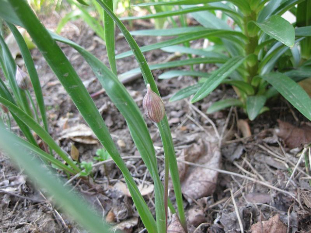 Allium oreophilum