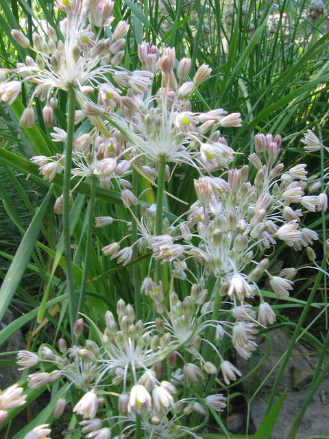Ail en panicule