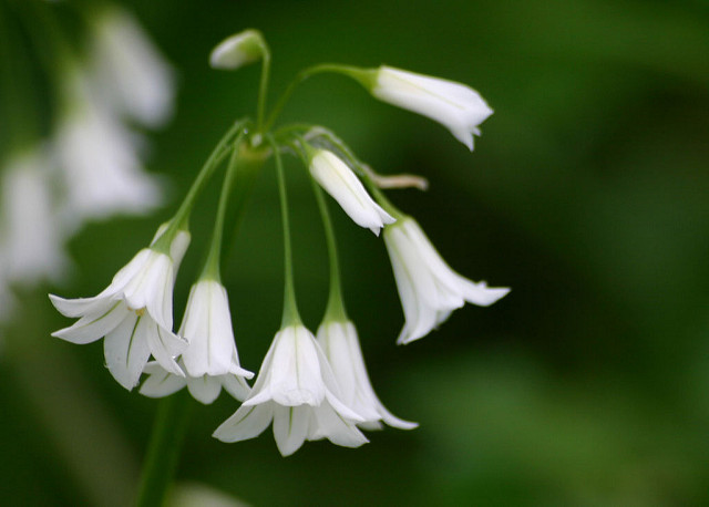 Ail paradoxal