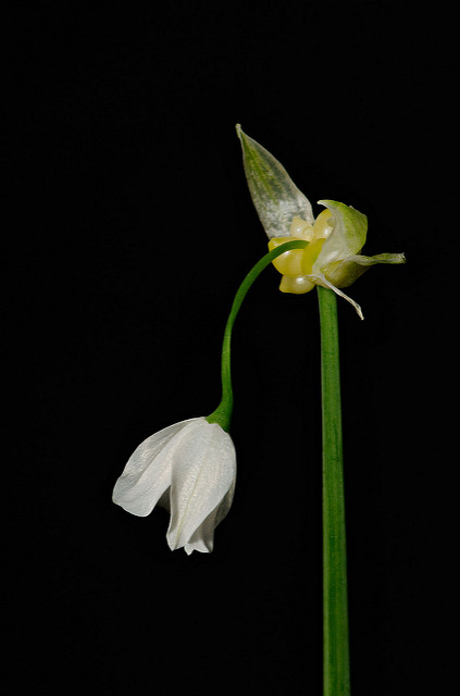 Ail paradoxal