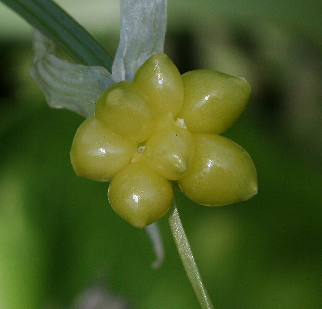 Ail paradoxal