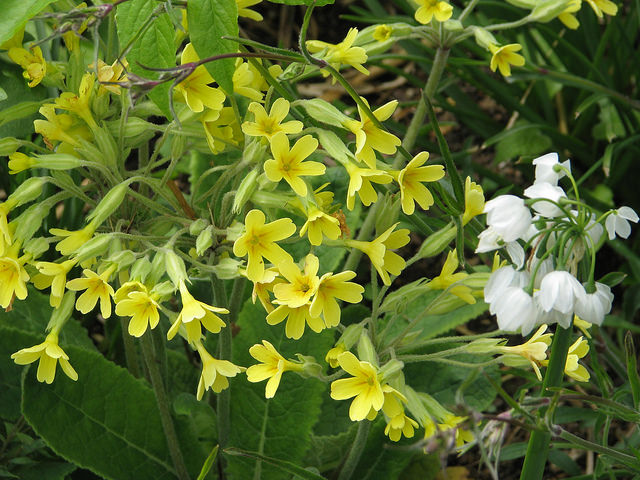 Ail paradoxal