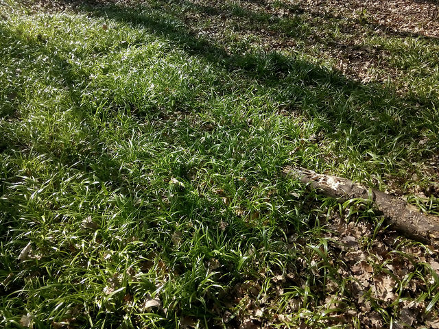 Ail paradoxal