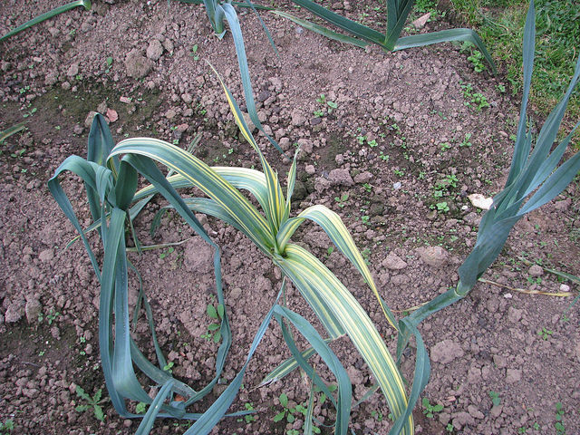 Poireau