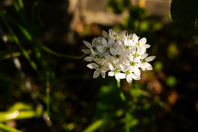Allium ramosum
