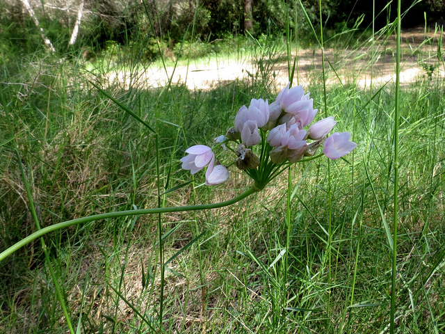 Ail rose