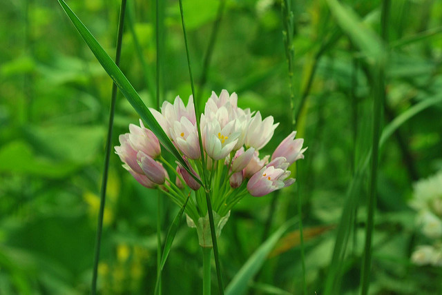 Ail rose
