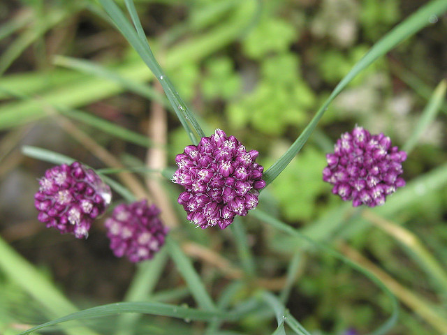 Ail à inflorescences rondes
