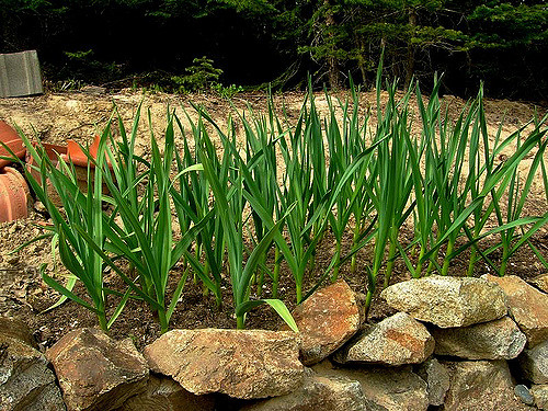 chiba plant Dianthus Chiba Purple  Vis Seed