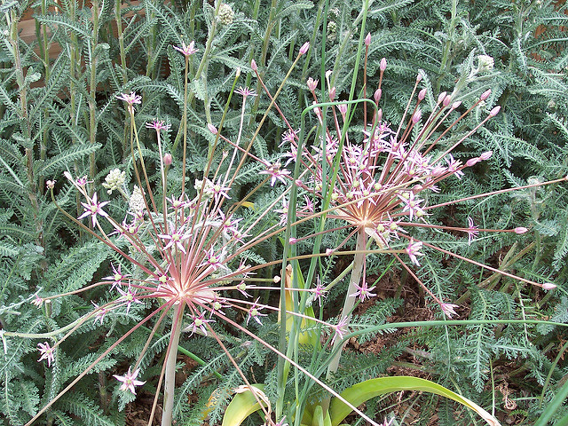 Allium schubertii