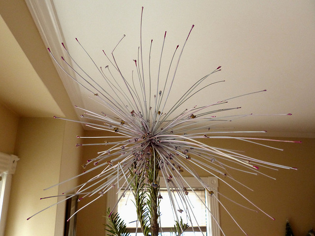 Allium schubertii