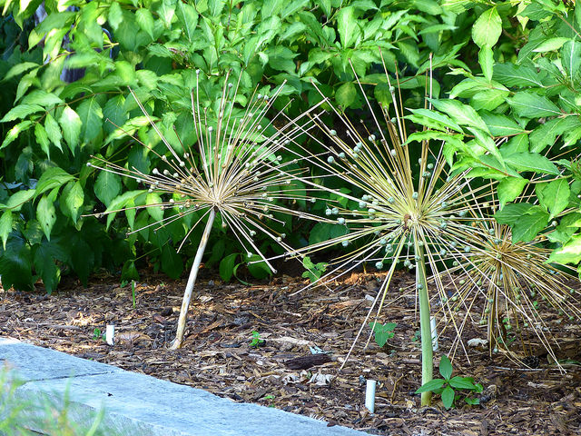 Allium schubertii