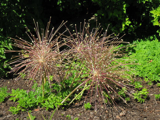 Allium schubertii