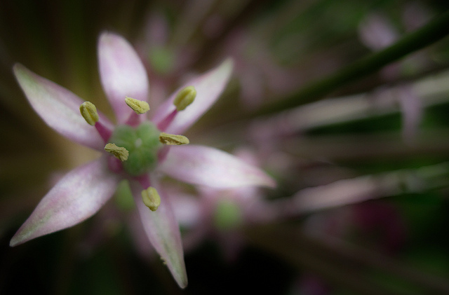 Allium schubertii