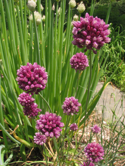 Ail rocambole