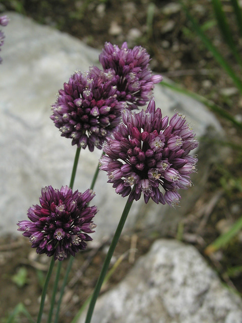 Ail rocambole