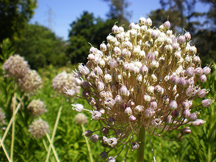 Ail rocambole