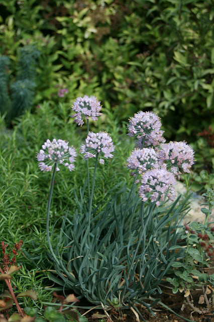 Allium senescens