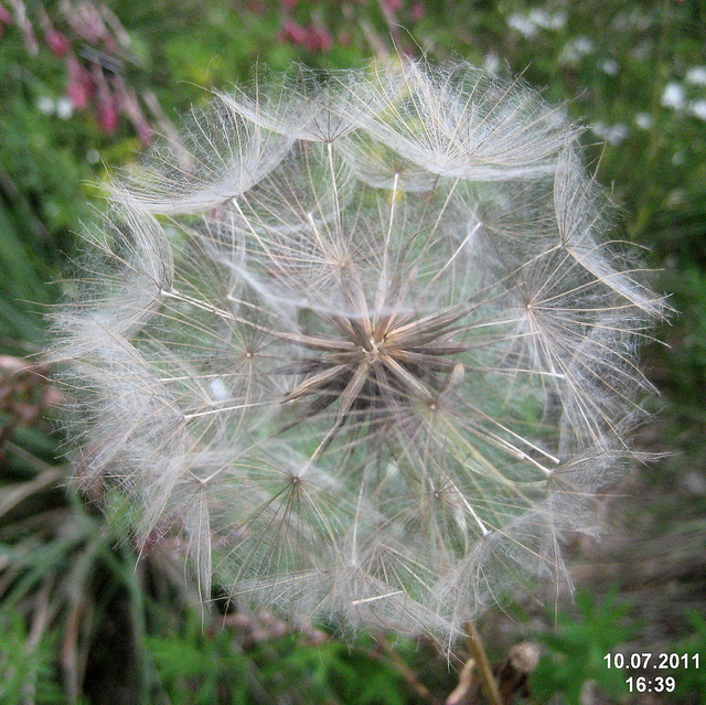 Allium senescens