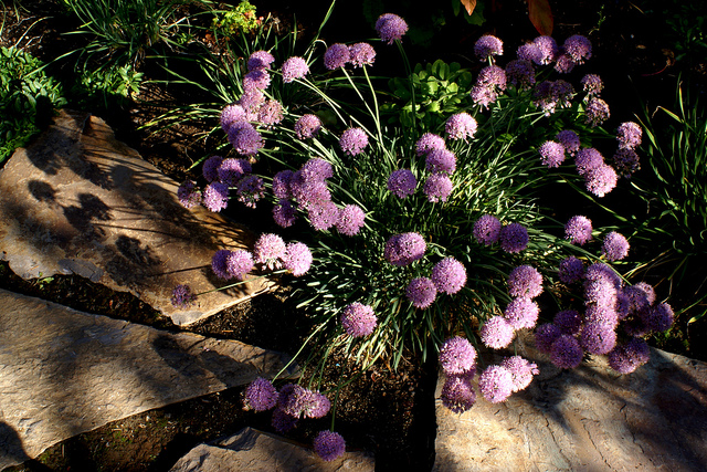 Allium senescens