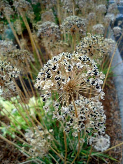 Allium senescens