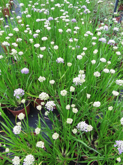 Allium senescens