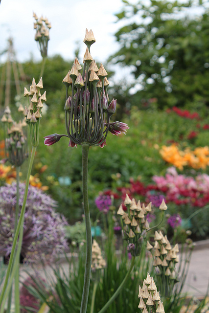 Ail de sicile