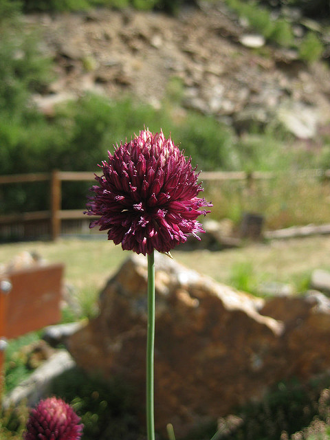 Ail à tête ronde