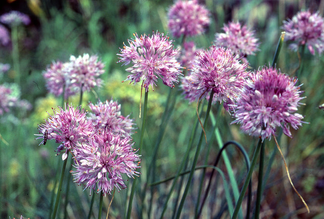 Allium splendens