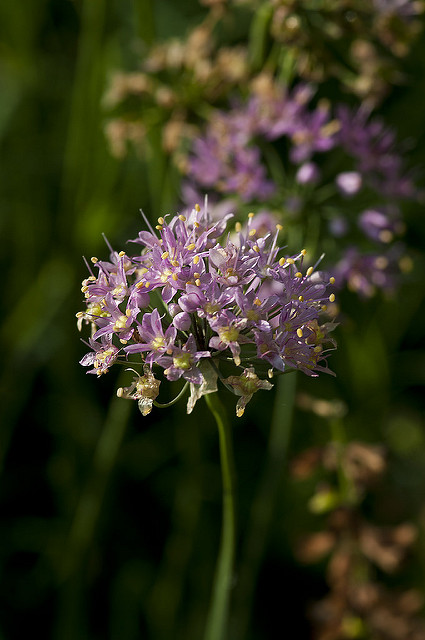Allium stellatum